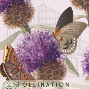 Thompson & Morgan Kew Pollinators Flower Knapweed - 300 Seeds