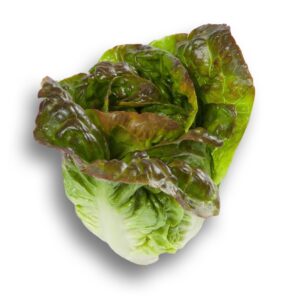 Organic Gem Lettuce Cegolaine RZ (4123) Seeds