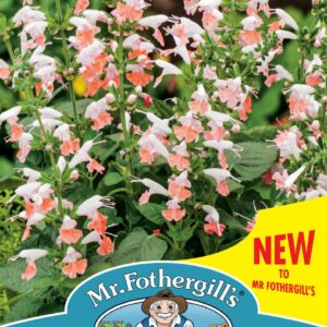 Mr Fothergills - Flower - Salvia - Summer Jewel Pink - 30 Seeds