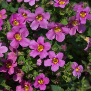 Bacopa Pinktopia Seed - Ideal for Hanging Baskets
