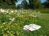 Wild Flower Meadow Mixture Lawns Seeds