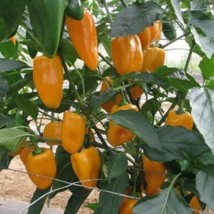 Pepper (Chilli) Midas Seeds