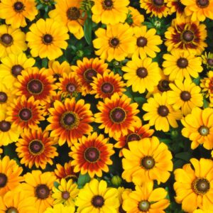 Rudbeckia - Toto Mix Seed
