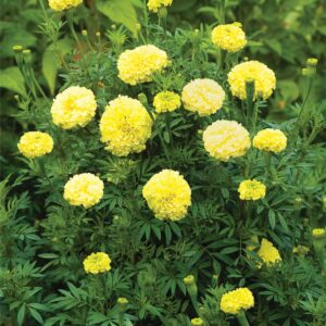 African Marigold Key Lime Seed