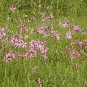 Wild Flower Ragged Robin Silene flosCuculi Seeds