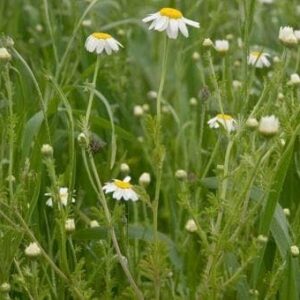 Wild Flower Corn Chamomile Anthemis arvensis Seeds