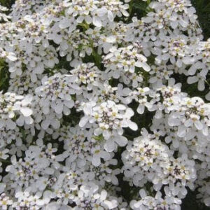Wild Flower Wild Candytuft Iberis amara Seeds