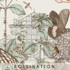 Thompson & Morgan Kew Pollinators Wild Marjoram - 1500 Seeds