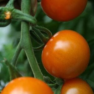 Tomato Sungold F1 Hybrid Seeds