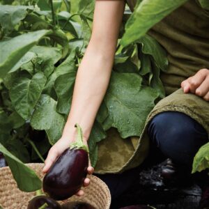 Aubergine Genie F1 Seeds
