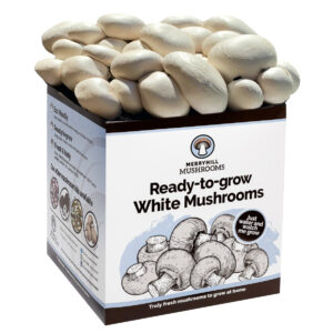 White Mushroom Growing Kit by Merryhill