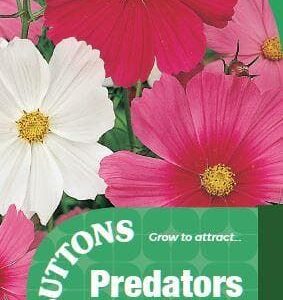 Sutton Seeds - Cosmea Seeds - Sensation Tall Mix