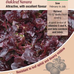 Kings Seeds Lettuce Oakleaf Navara 150 Seeds