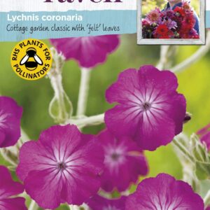 Johnsons Seeds Sarah Raven Wildlife- Lychnis Coronaria 500 Seeds