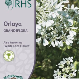Mr Fothergills - RHS - Flower - Orlaya - Grandiflora - 25 Seeds