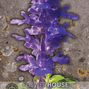 Thompson & Morgan Kew Flower Salvia farinacea Victoria Blue - 400 Seeds