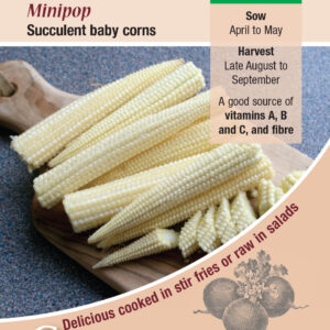 Kings Seeds Sweet Corn Minpop 50 Seeds