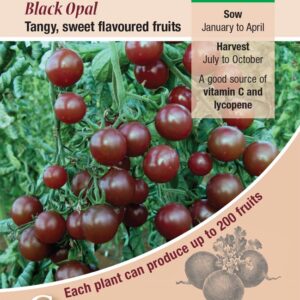 Kings Seeds Tomato Black Opal 20 Seeds