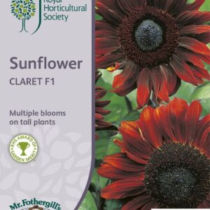 Mr Fothergills RHS Sunflower Claret F1 40 Seeds