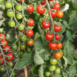 Tomato Cherrola F1 Hybrid Seeds