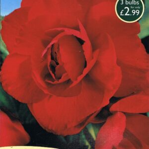 Taylors Double Begonia - Red - 3 Tubers - Pots and Borders
