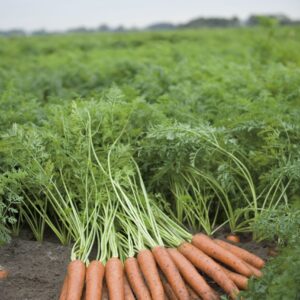 Organic Carrot Napoli F1 Hybrid Seeds