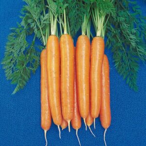 Organic Carrot Starca F1 Hybrid Seeds