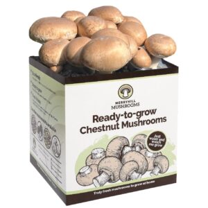 Chestnut Mushroom Growing Kit by Merryhill