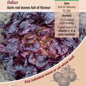 Kings Seeds  Lettuce Oakus Seeds