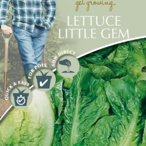 Mr Fothergills - David Domoney - Vegetable - Lettuce Little Gem - Pasatiempo - 500 Seeds