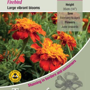 Kings Seeds  Marigold French Firebird Seeds