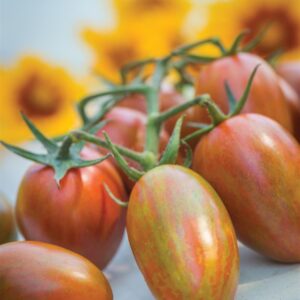 Tomato Shimmer F1 Hybrid Seeds