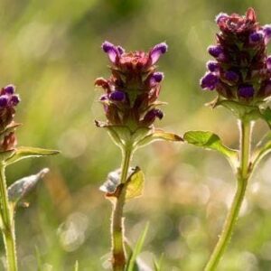 Wild Flower Self Heal Prunella vulgaris Seeds