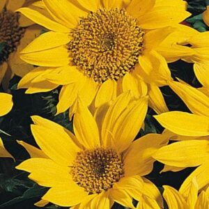 Sunflower Pacino Seeds