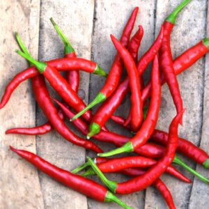 Chilli Pepper Hot Damian Seeds