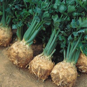 Celeriac Prinz Seeds