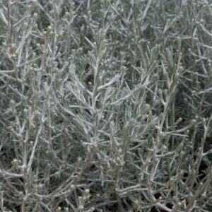 Calocephalus titanium Seeds