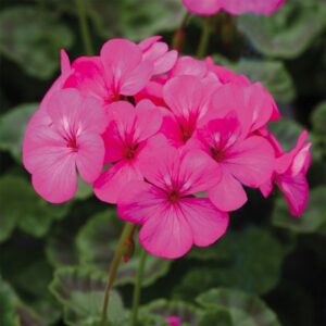 Geranium Horizon F1 Hybrid Neon Rose Seeds