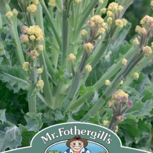 Mr Fothergills - Vegetable - Broccoli - White Sprouting Burbank F1 -  Seeds