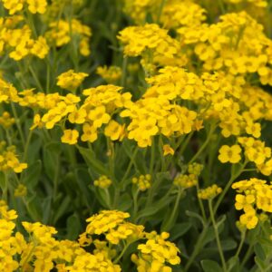 Aurinia saxatilis Gold Rush Seeds