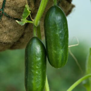 Cucumber Mini Munch F1 Hybrid Seeds