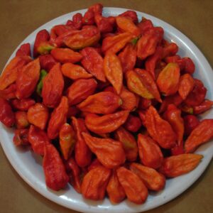 Pepper Bhut Jolokia Seeds