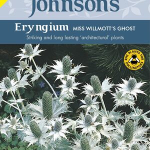 Johnson Seeds - Flower - Eryngium Miss Willmotts Ghost - 50 Seeds