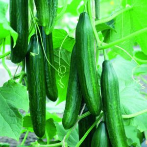 Cucumber Femspot F1 Hybrid Seeds