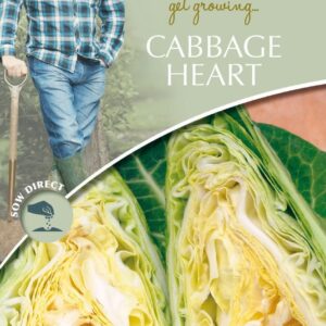 Mr Fothergills - David Domoney - Vegetable - Cabbage Heart - Dutchman F1 - 30 Seeds