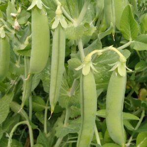Pea Terrain Seeds