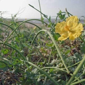Wild Flower Yellow HornedPoppy Glaucium Seeds