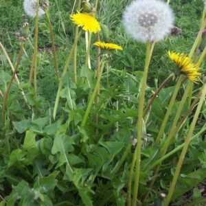 Wild Flower Dandelion Taraxacum officinale Seeds