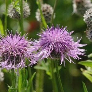Wild Flower Greater Knapweed Centaurea scabiosa Seeds