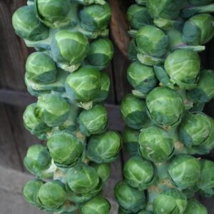 Brussels Sprouts Bosworth F1 Hybrid Seeds